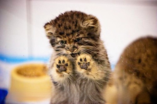 Reply to the post I'm not happy... - Pallas' cat, Pet the cat, Cat family, Small cats, Predatory animals, Fluffy, Young, The photo, Reply to post, Wild animals