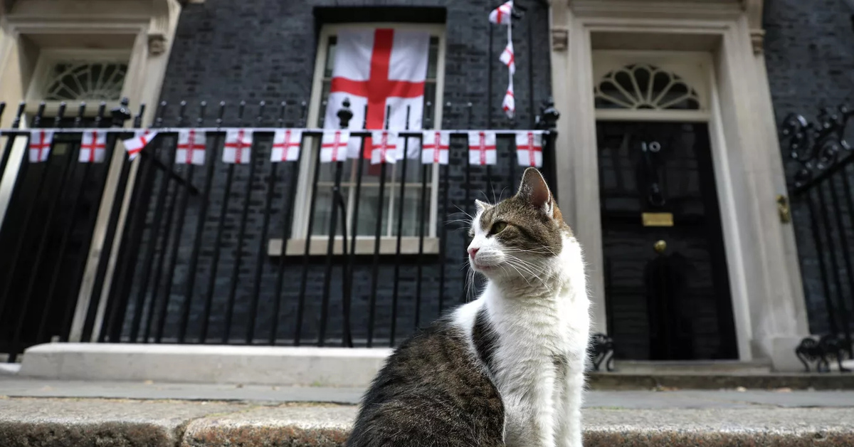 Кот ларри. Кот Ларри Даунинг стрит 10. Кот с Даунинг стрит. Downing Street кот Ларри. Кот Ларри с Даунинг стрит о Лиз трасс.