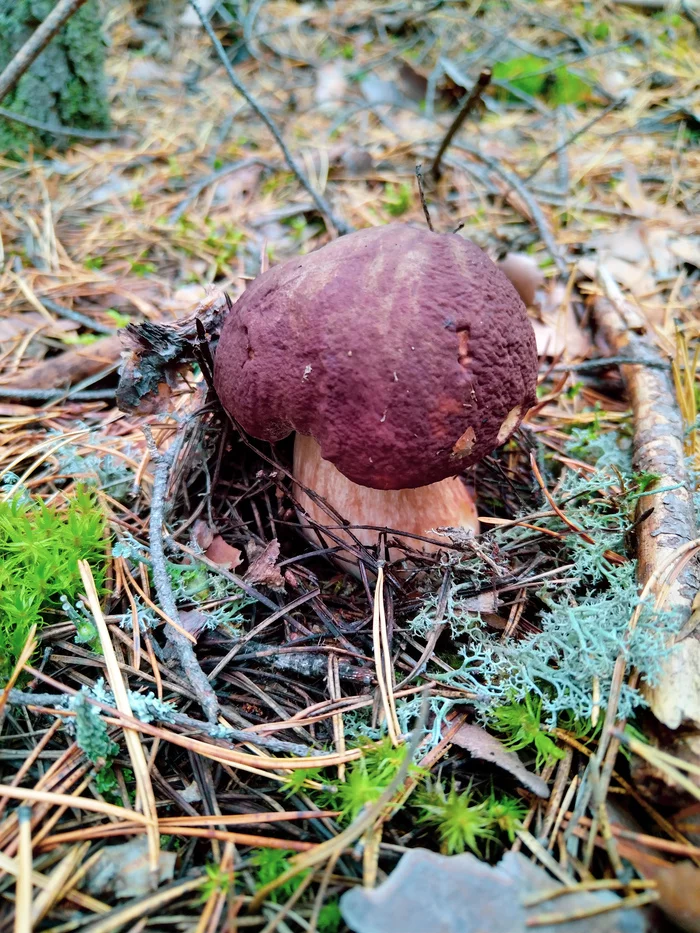 Village notes. Today in the forest - My, Autumn, Silent hunt, Mushrooms, Forest, Weekend, Walk, beauty, Nature, Morning, Tomsk, Tomsk region, Porcini, Stream, Blueberry, Road, The photo, Mobile photography, Video, Longpost, Siberia