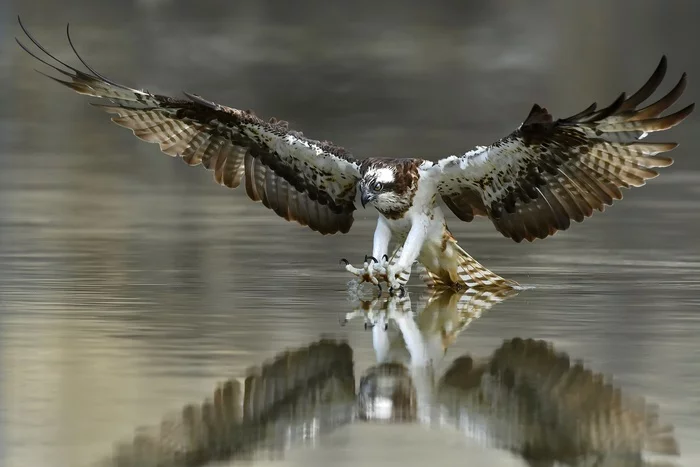 Osprey - Birds, Predator birds, Osprey, Ornithology, Facts, The photo