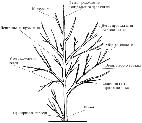 Как называется ветка у ветки? - Дерево, Познавательно, Ветка