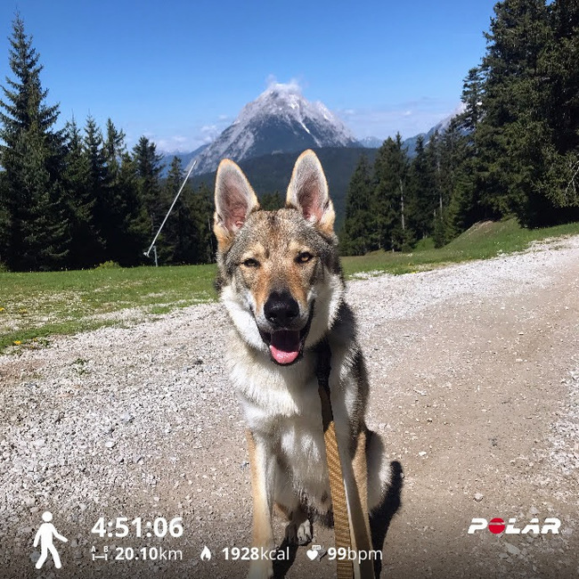 Puppy on vacation - My, Dog, Photo on sneaker, Czechoslovak Vlcak, Vacation, Longpost