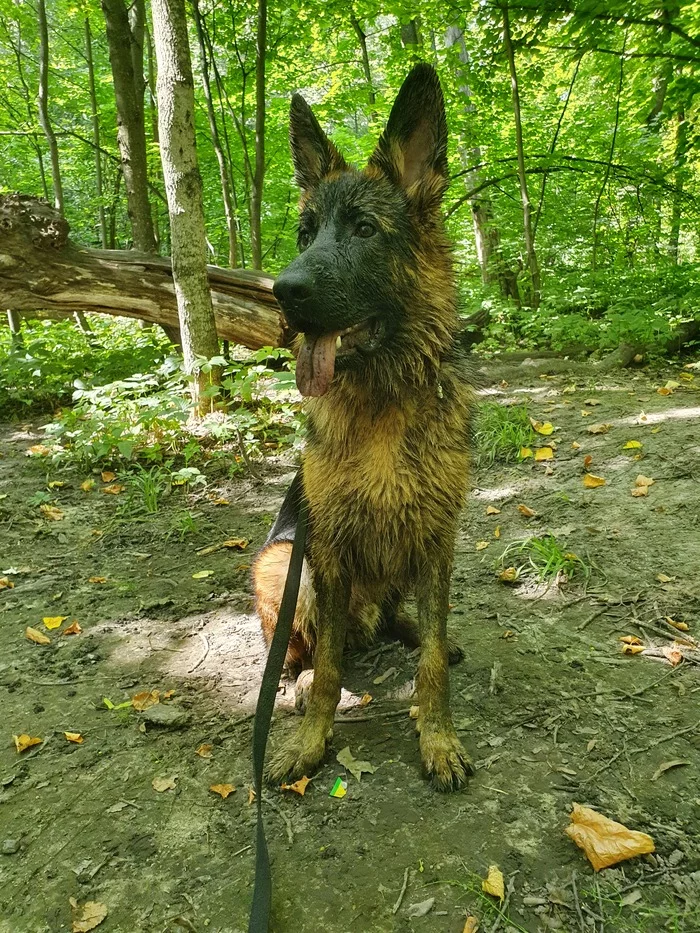 Who said there: a clean stomach means he didn’t walk - My, Puppies, German Shepherd, Dog days, Dog, Forest, Water, Stream, Run, Walk in the woods, Milota, Video, Longpost, Relaxation