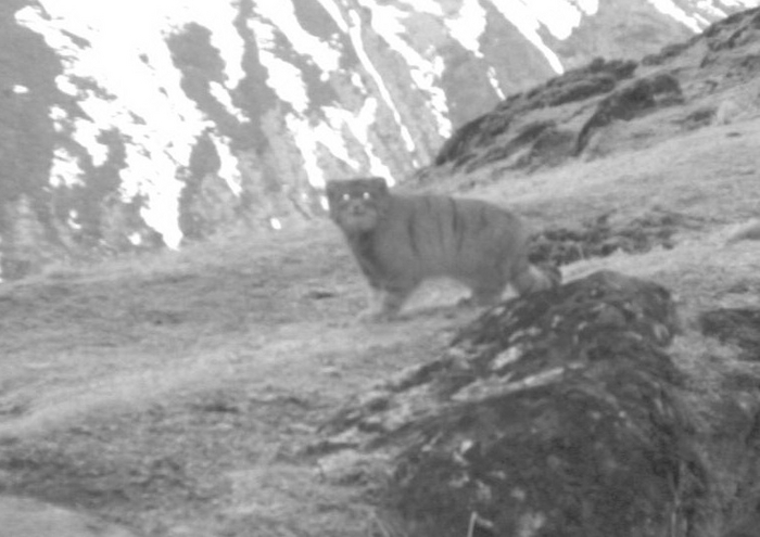 Ответ на пост «Манулы»