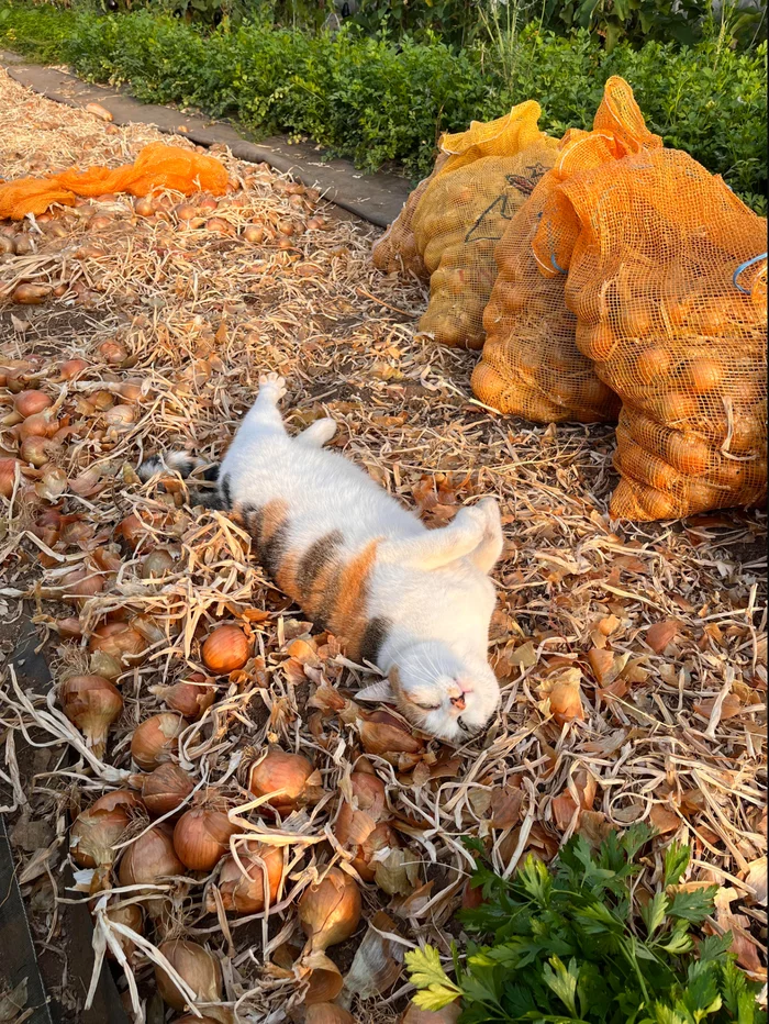 autumn queen - cat, The photo, Milota, Paws, Onion, Harvest