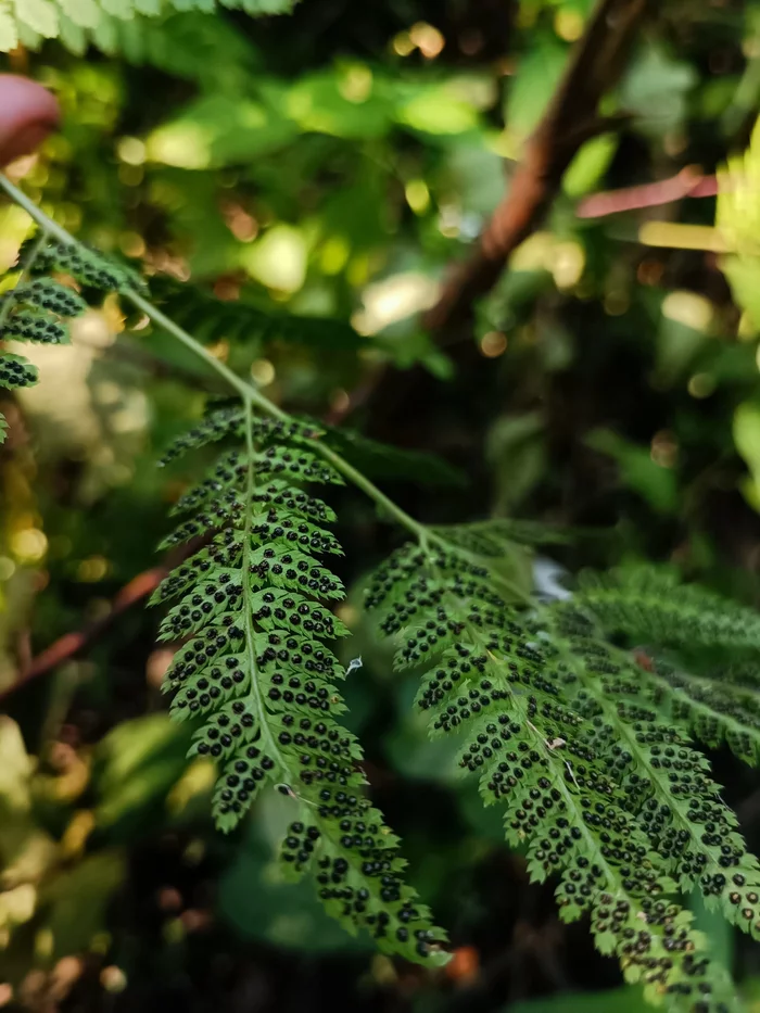 fern sporangium - My, Plants, Fern, Mobile photography, Longpost