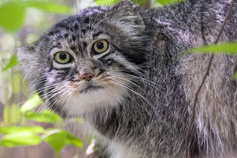 Why do manul have round pupils? - My, Pallas' cat, Eyes, Cat family, Ecology, Predatory animals, Rare view, Pet the cat, Longpost, Wild animals