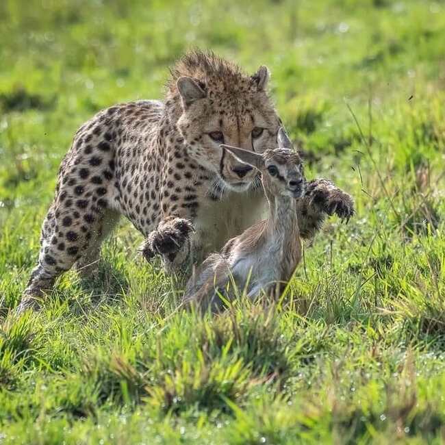 Wait for it! - Cheetah, Rare view, Small cats, Cat family, Gazelle, Artiodactyls, Mammals, Animals, Wild animals, wildlife, Nature, Reserves and sanctuaries, Masai Mara, Africa, The photo, Погоня, Predatory animals