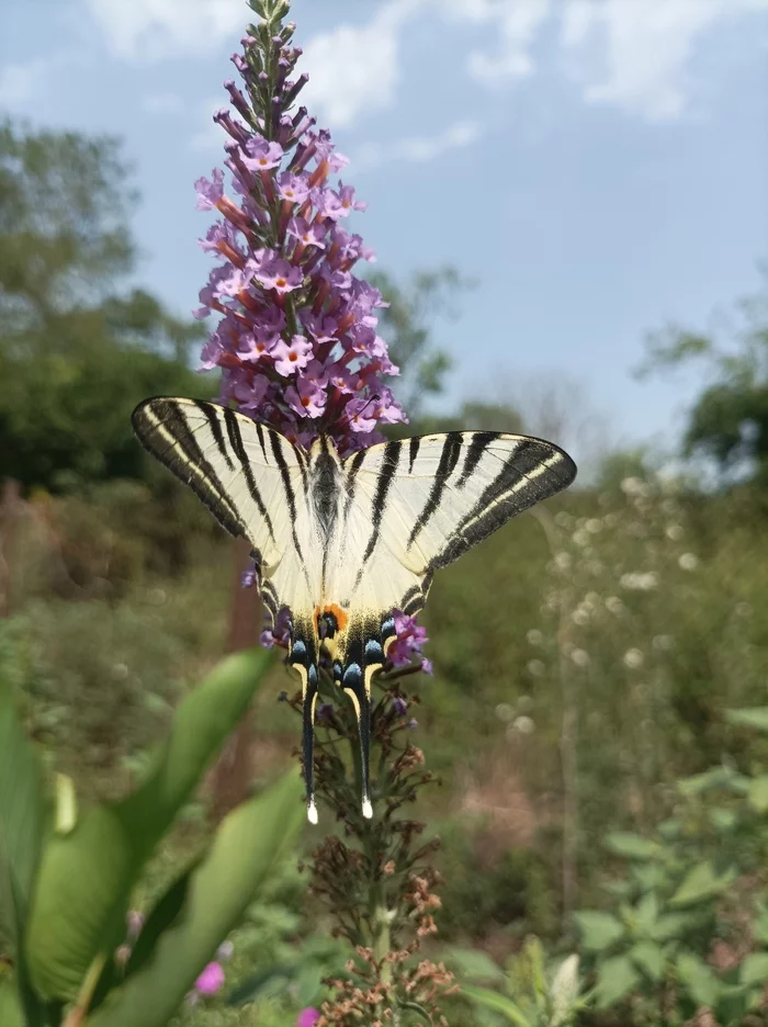 Butterfly Podalirium - Butterfly, Fly like a butterfly, Amazing, Video, Vertical video, Longpost, Mobile photography