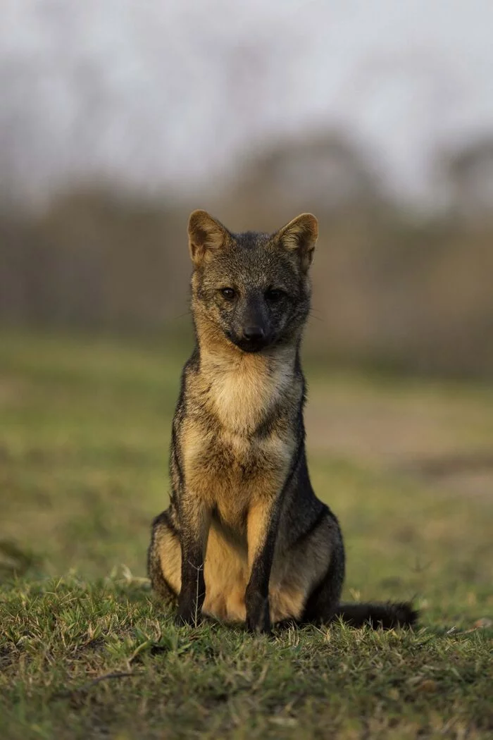 THE STORY OF ZORRO - My, Animals, Wild animals, A life, Young, Canines, Nature, Dog, Fox, Zorro, Informative, The national geographic, Puppies, Children, Longpost, Reserves and sanctuaries