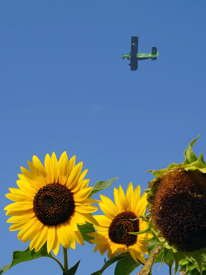 Summer just flew by - My, AN2, The photo, Airplane, Sunflower, Краснодарский Край