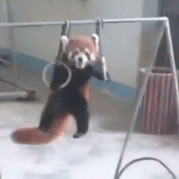 Даже панда занимается спортом, а ты нет
