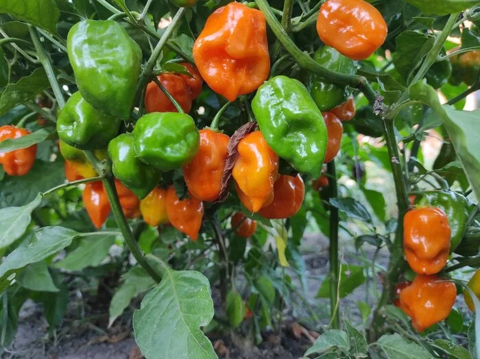How to transplant Habanero from open ground? - My, Hot peppers, Habanero, Harvest, Longpost, Vegetable garden on the windowsill