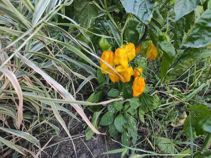 How to transplant Habanero from open ground? - My, Hot peppers, Habanero, Harvest, Longpost, Vegetable garden on the windowsill