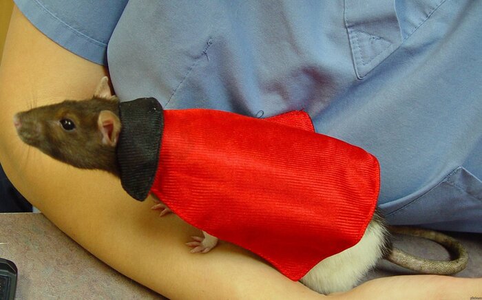 Граф Сракула