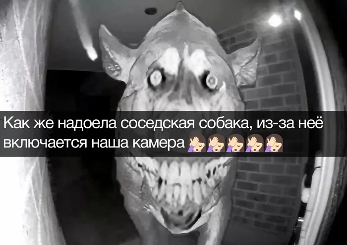 creepobaka dog - Humor, Picture with text, Memes, Dog, Strange humor, Monster, Camera, Kripota