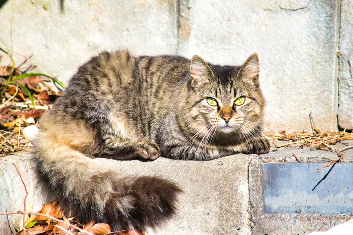 Australian food poisoning - Feral animals, Australia, Invasive species, Marsupials, Predatory animals, Cat family, Wild animals, Bandicoot, Poisoning, Bait, Protection of Nature, Australian scientists, University, I, Around the world, Longpost, Small cats