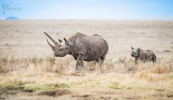 black rhinos - Black Rhinoceros, Endangered species, Rhinoceros, Mammals, Animals, Wild animals, wildlife, Nature, Africa, The photo, Young, Odd-toed ungulates