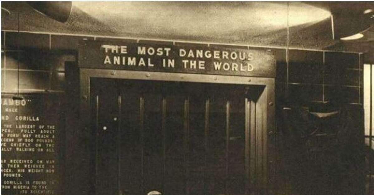 The most dangerous animal. Выставка в зоопарке Бронкса 1960 самое опасное животное. Выставка в зоопарке Бронкса 1960. 1963 Год зоопарк Бронкса. Самое опасное животное в мире выставка в зоопарке Бронкса.
