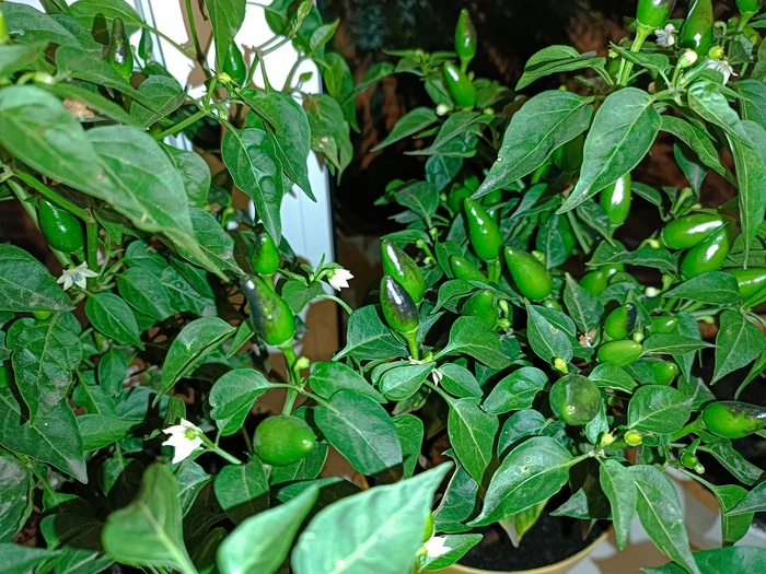 Нужен совет