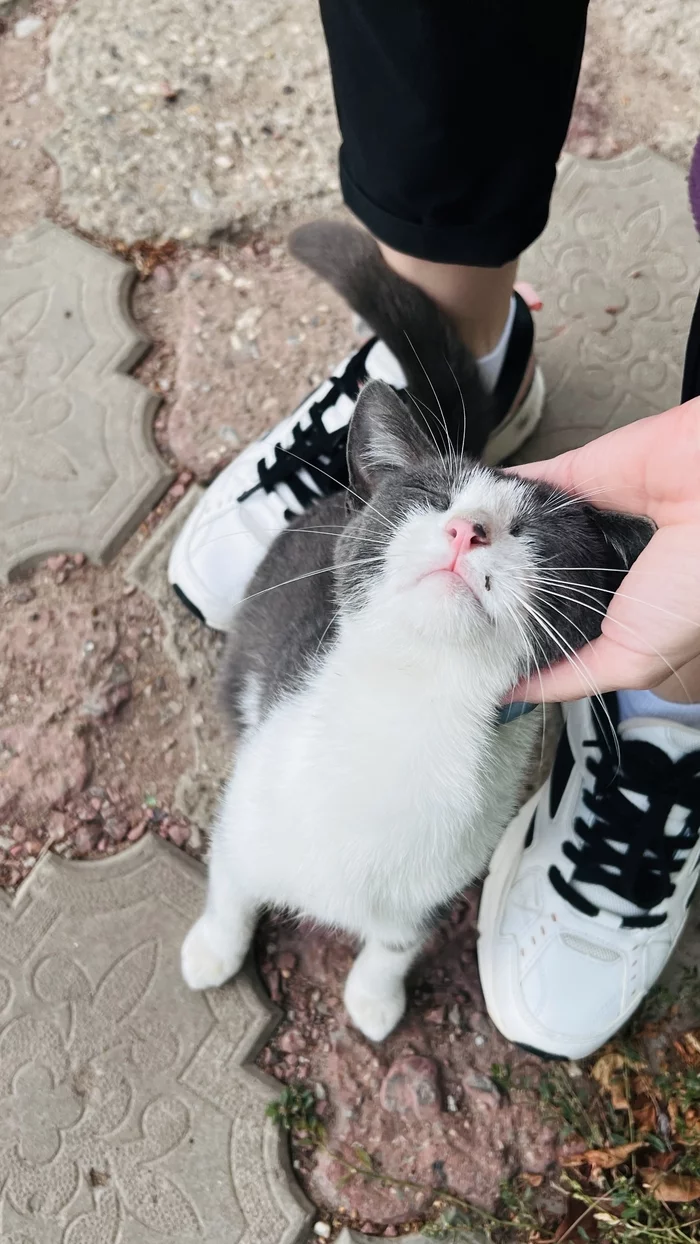 Street affectionate cat - My, cat, Kittens