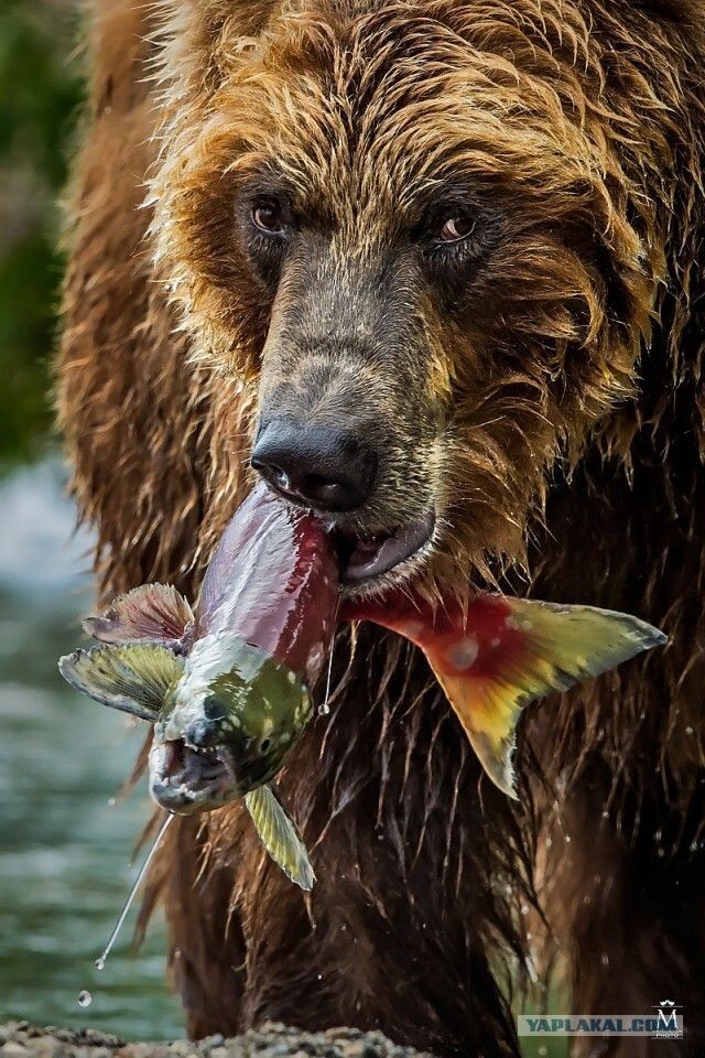 Reply to This is my lunch post - The photo, Animals, Wild animals, The Bears, A fish, Hunting, Reply to post, Longpost, Brown bears