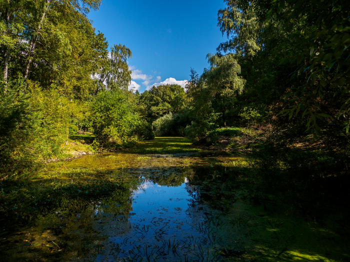 Пруд в Главном ботаническом саду им. Н. В. Цицина