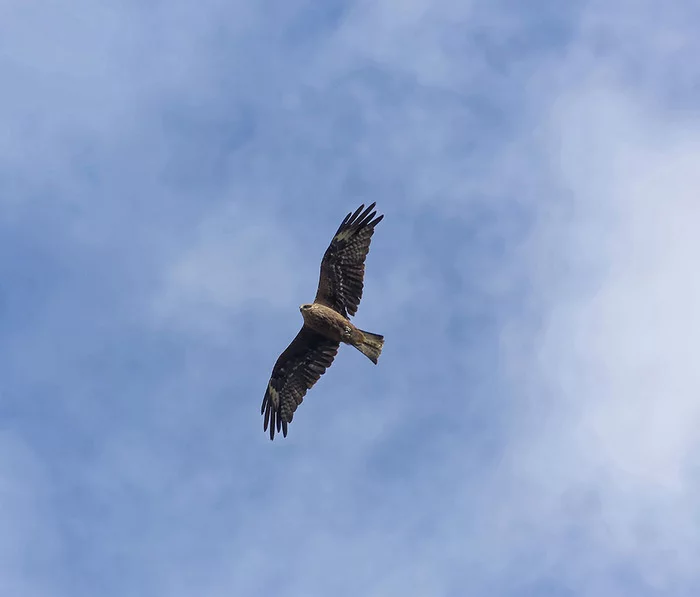 Ready or not, here I come - My, Photo hunting, Nature, Birds, Predator birds, The nature of Russia, beauty of nature, Autumn, September, Black Kite