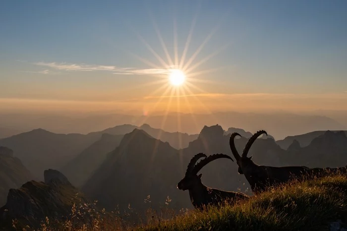 Capricorn - Ibex, Sunrises and sunsets, Alps, The photo, Capricorn