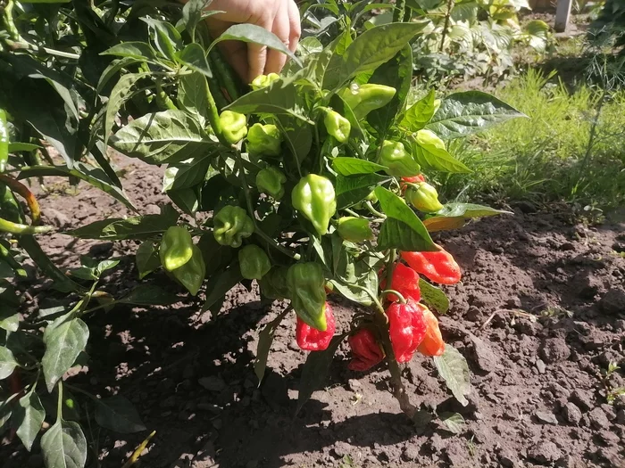 Can I collect? - My, Habanero, Hot peppers, Dacha, Need advice, Longpost