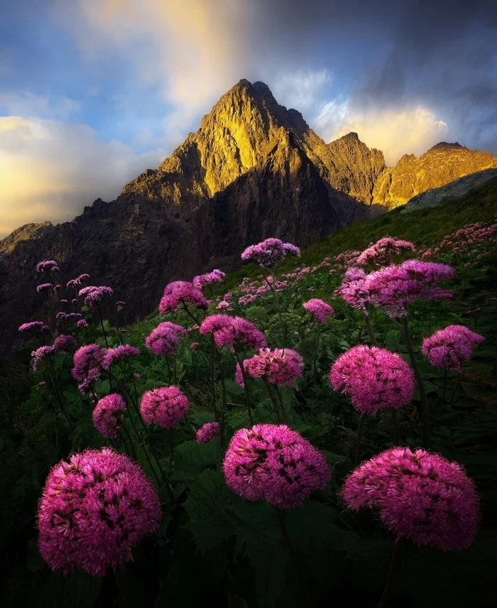 Slovakia - The photo, beauty, Nature, Slovakia, Europe, The mountains, Landscape, Flowers, Tatra Mountains, beauty of nature