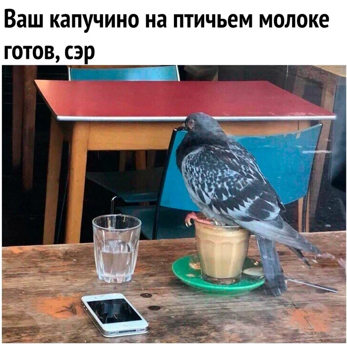 In the litter management department - Memes, Humor, Cappuccino, Pigeon, Picture with text