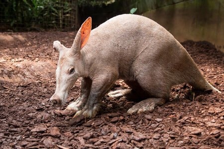 Aardvark, or how to correctly cosplay an anteater - My, Animal book, Animals, Paleontology, Tentacles, Anime, Aardvark, Language, Memes, Informative, Interesting, Hentai, Around the world, The science, Longpost, Wild animals