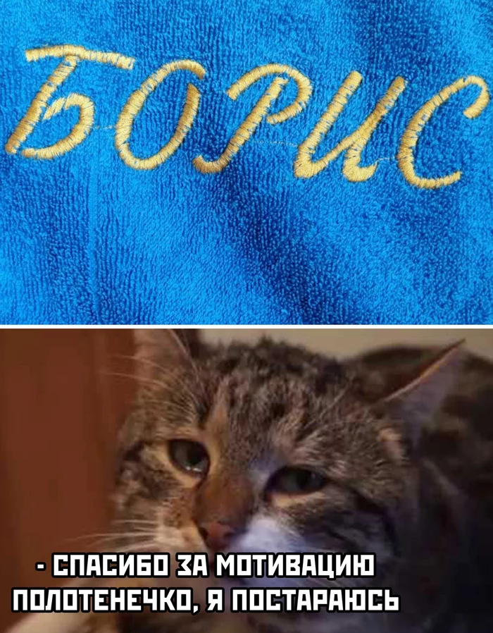 Fight! - cat, Towel, Motivation, Humor, Boris, Picture with text