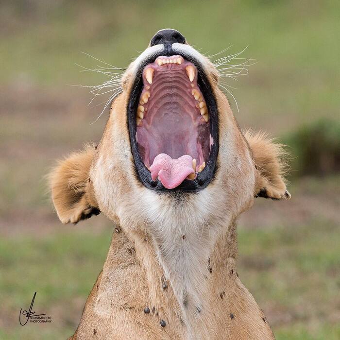 Food receiver is ready - a lion, Rare view, Big cats, Cat family, Mammals, Animals, Wild animals, wildlife, Nature, Reserves and sanctuaries, Masai Mara, Africa, The photo, To fall, Lion cubs, Yawn, Predatory animals