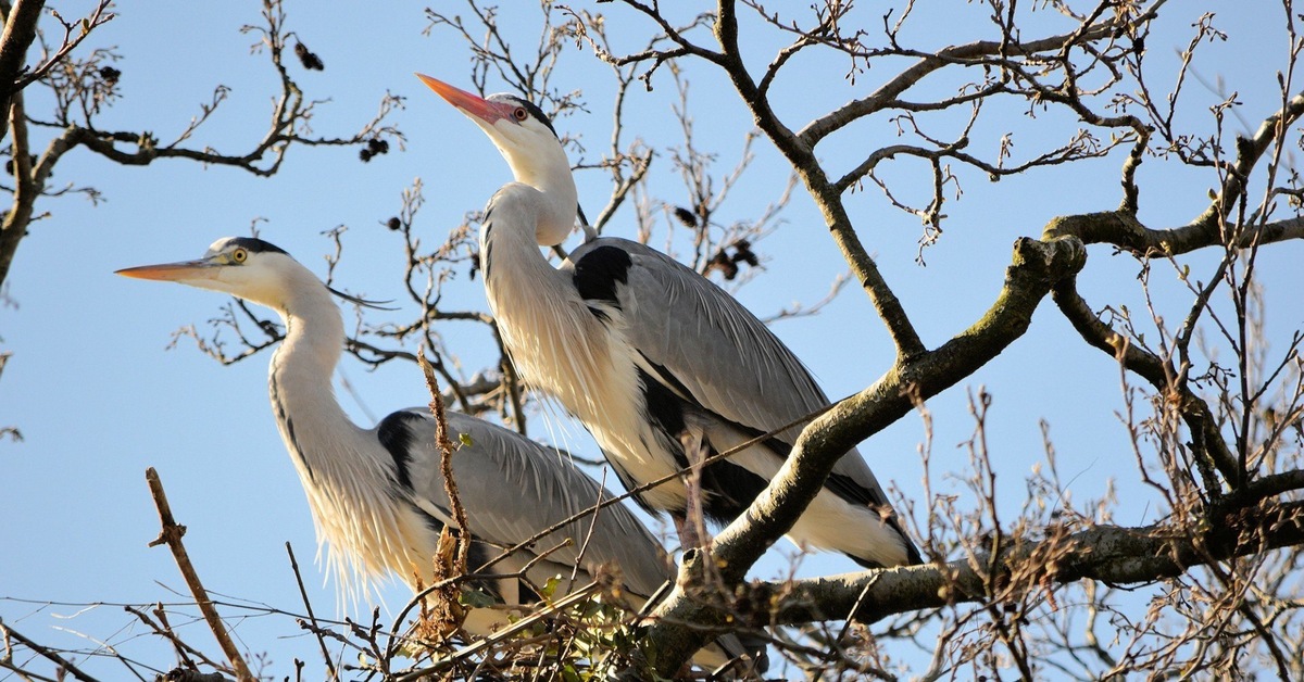 Цапля Фото Птицы Картинки