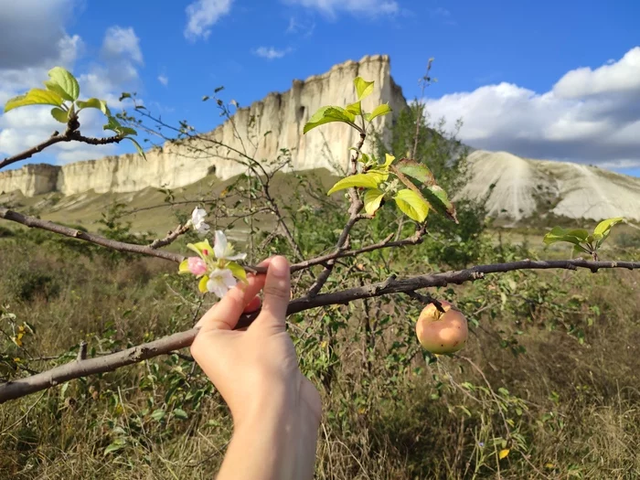 Как в Двенадцати месяцах - Моё, Мобильная фотография, Яблоня, Цветок яблони, Осень, Крым, Длиннопост, Белая скала