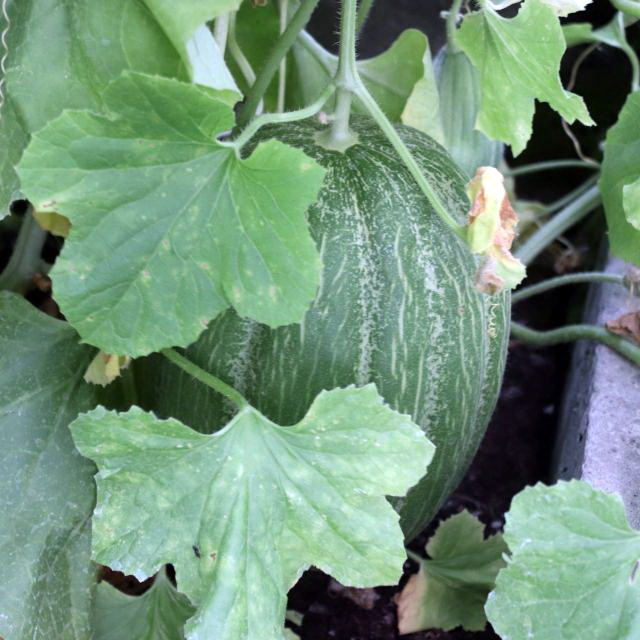 Ural melons - My, Ural, Garden, Garden, Watermelon, Melon, Harvest, Yekaterinburg, Longpost, The photo