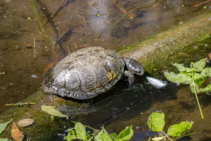 Turtle - My, The photo, Turtle, Water, beauty of nature, Swamp, Canon, Reptiles