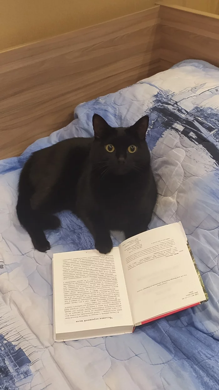 Эволюция. Осмысление прочитанного... - Моё, Кот, Черный кот, Книги, Домашние животные