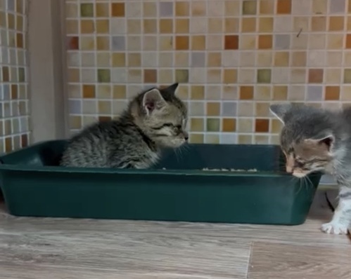 A chic jeep stopped at the garbage dump and the girl took out a box with five crumbs from it ... - My, Moscow, Moscow region, Подмосковье, Vykhino, Kittens, Homeless animals, Helping animals, Help, In good hands, Animal Rescue, The rescue, No rating, Negative, Dorokhovo, Longpost, cat