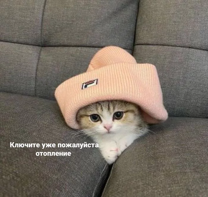 The heater doesn't help. - My, cat, Memes, Cold, Picture with text, Humor, Mat