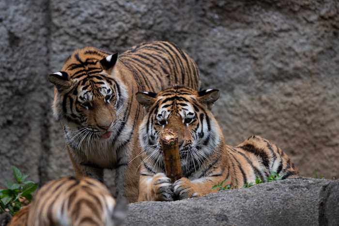 -- Смотри какая палка у меня