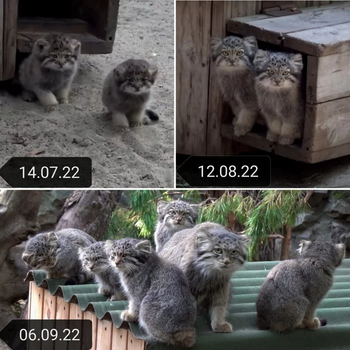 Reply to the post Today the kittens from the Novosibirsk Zoo turned 3 months old :3 - Pallas' cat, Pet the cat, Small cats, Cat family, Wild animals, Fluffy, Young, Youtube, Video, Reply to post, Predatory animals, Novosibirsk Zoo
