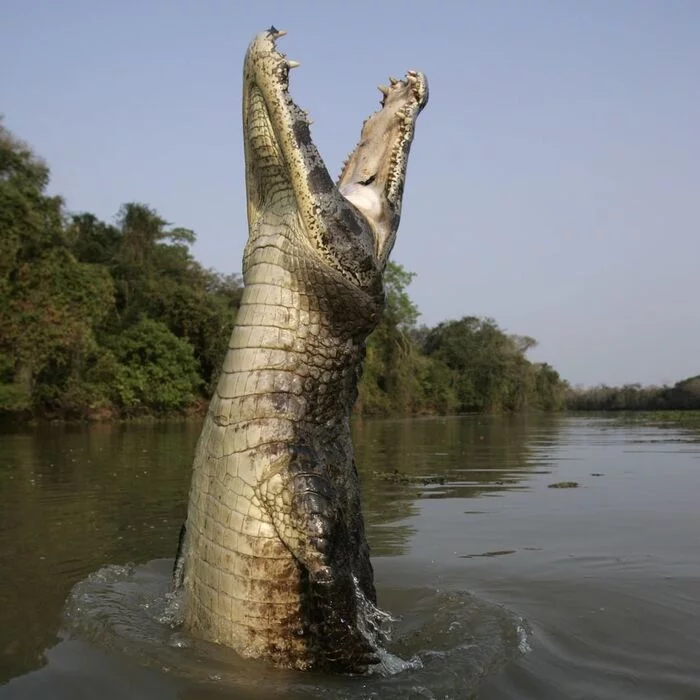 And I want to fly! - Crocodiles, Reptiles, Animals, Wild animals, River, The photo