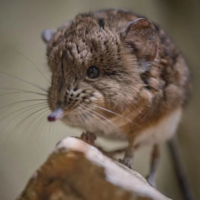 short-eared jumpers - Elephant Jumper, Mammals, Animals, Zoo, The photo, Longpost, Wild animals