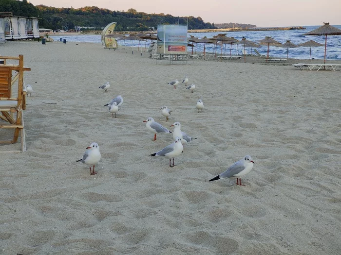 Give... Give... - My, Seagulls, Finding Nemo, Beach