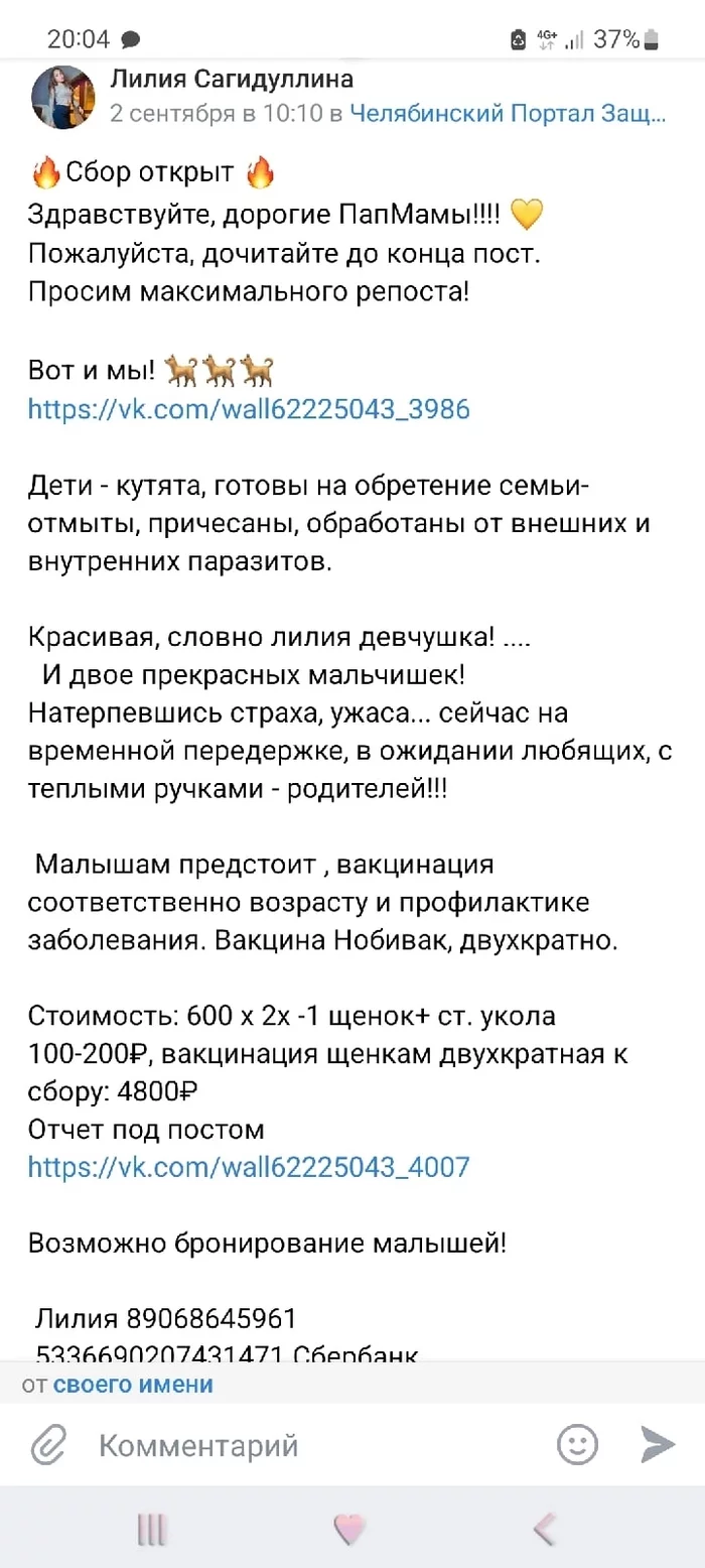 Героев нужно знать в лицо! - Моё, Помощь, Собака, Челябинск, Длиннопост