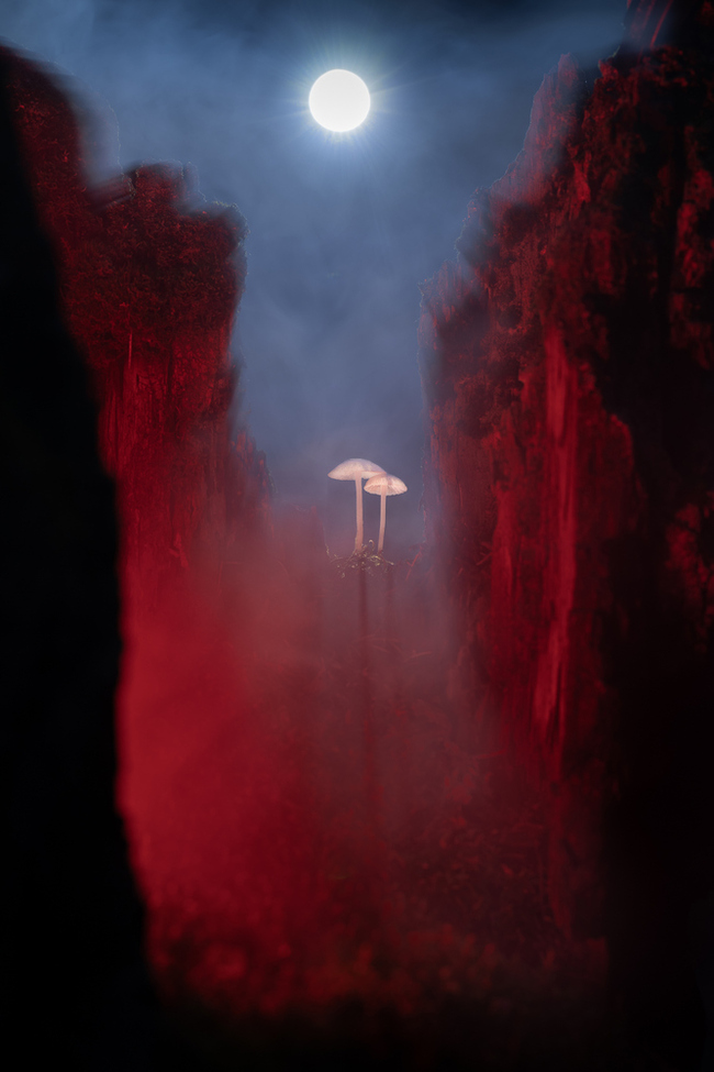 Mars - My, Macro photography, Mushrooms, The nature of Russia, The photo