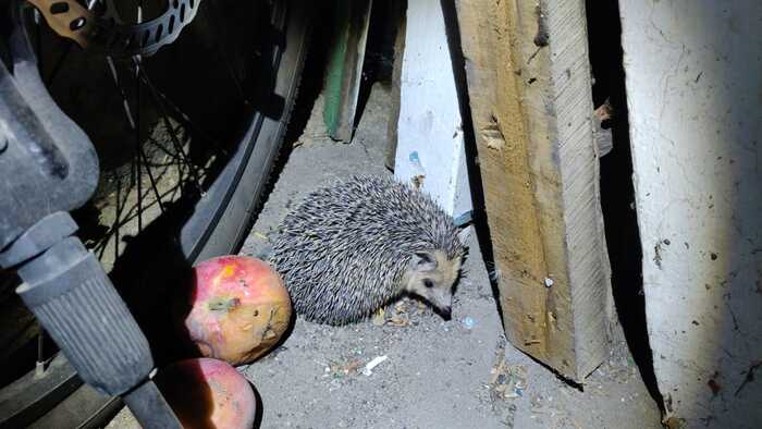 Night visit - My, Hedgehog, Mobile photography